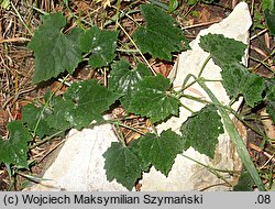 Trichosanthes pilosa