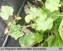 Trichosanthes cucumerina (gurdlina ogórkowata)