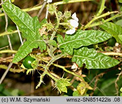 Solanum sisimbriifolium (psianka stuliszolistna)