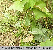 Cucurbita foetidissima