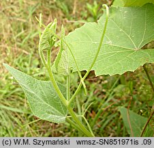 Cucurbita foetidissima