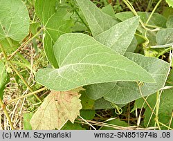 Cucurbita foetidissima