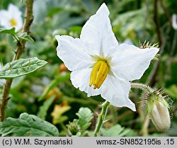 Solanum sisimbriifolium (psianka stuliszolistna)