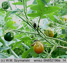 Solanum sisimbriifolium (psianka stuliszolistna)