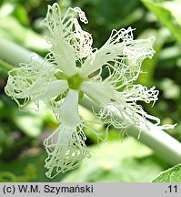 Trichosanthes cucumerina (gurdlina ogórkowata)