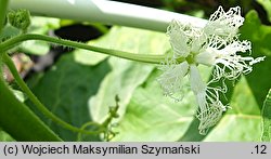 Trichosanthes cucumerina (gurdlina ogórkowata)