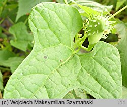 Cyclanthera brachystachya (cyklantera strzelająca)