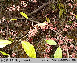 Elaeagnus umbellata (oliwnik baldaszkowaty)