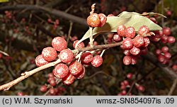 Elaeagnus umbellata (oliwnik baldaszkowaty)