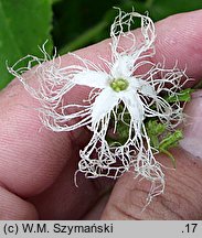 Trichosanthes cucumerina (gurdlina ogórkowata)