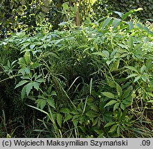 Cyclanthera pedata (cyklantera stopowa)