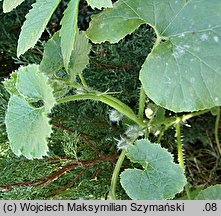 Cucurbita andreana