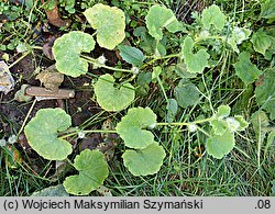 Cucurbita andreana