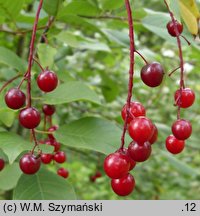 Padus virginiana (czeremcha wirginijska)