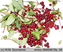 Padus virginiana (czeremcha wirginijska)