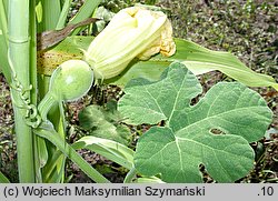 Cucurbita ficifolia (dynia figolistna)