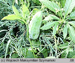 Cyclanthera pedata (cyklantera stopowa)