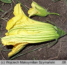 Cucurbita andreana