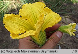 Cucurbita andreana