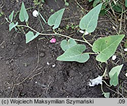 Cucurbita foetidissima