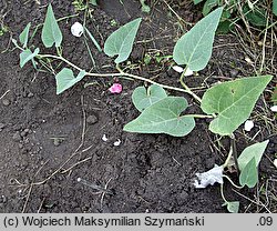 Cucurbita foetidissima