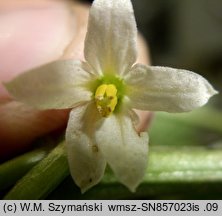 Solanum nigrum (psianka czarna)