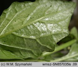 Solanum nigrum (psianka czarna)