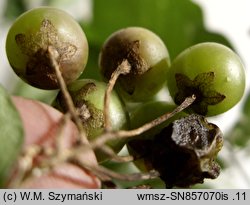 Solanum nigrum (psianka czarna)