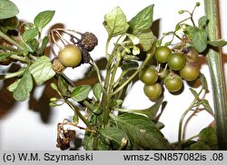 Solanum nigrum (psianka czarna)