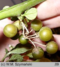 Solanum nigrum (psianka czarna)