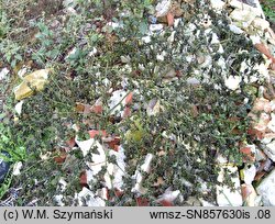 Solanum nigrum (psianka czarna)