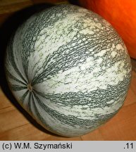 Cucurbita argyrosperma (dynia srebrnonasienna)