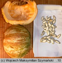 Cucurbita argyrosperma (dynia srebrnonasienna)