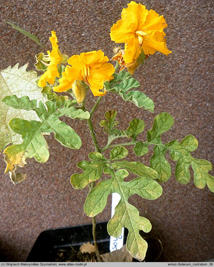 Solanum cornutum (psianka dzióbkowata)