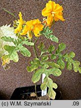 Solanum cornutum (psianka dzióbkowata)