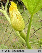 Cucurbita argyrosperma (dynia srebrnonasienna)