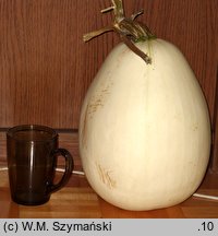 Cucurbita argyrosperma (dynia srebrnonasienna)