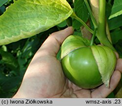 Physalis ixocarpa Giant Tomatillo
