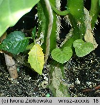 Physalis ixocarpa Giant Tomatillo