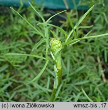 Bunium bulbocastanum (rzepnik bulwiasty)