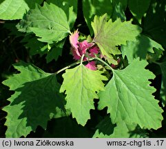 Chenopodium giganteum (komosa olbrzymia)