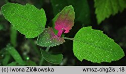 Chenopodium giganteum (komosa olbrzymia)