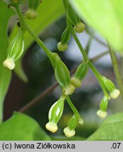 Dioscorea japonica (pochrzyn japoński)