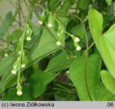 Dioscorea japonica (pochrzyn japoński)