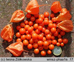 Physalis alkekengi var. alkekengi