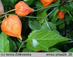 Physalis alkekengi var. alkekengi