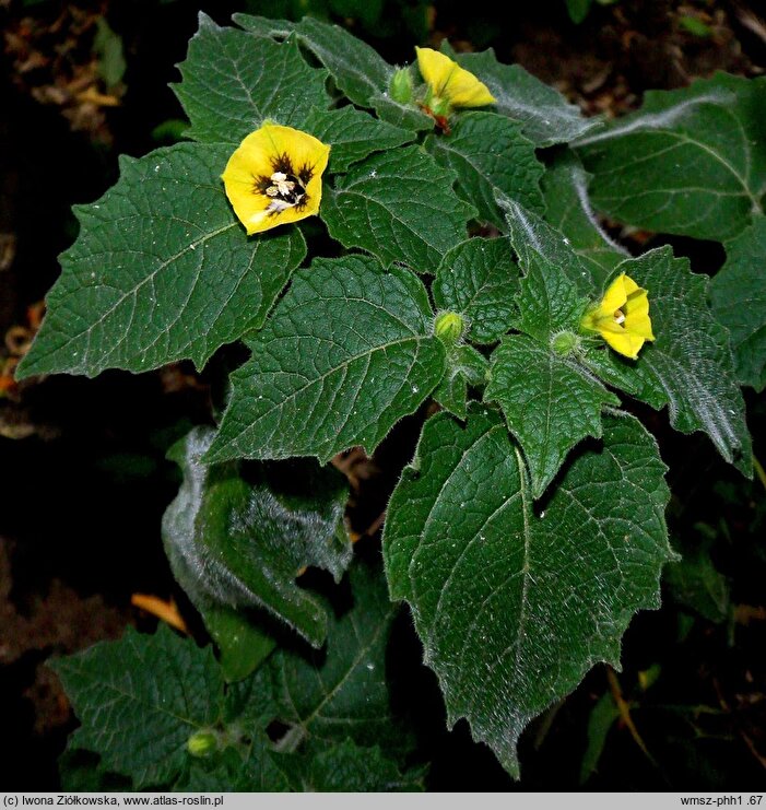 Physalis heterophylla