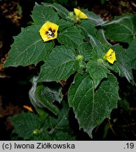 Physalis heterophylla