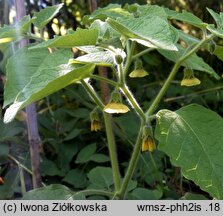 Physalis heterophylla