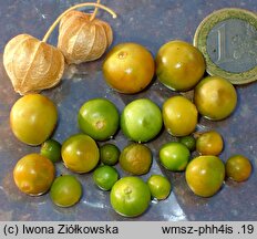 Physalis heterophylla